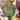 Saint-Émilion Flower Wine Glass Assorted Colours - Bumble Living