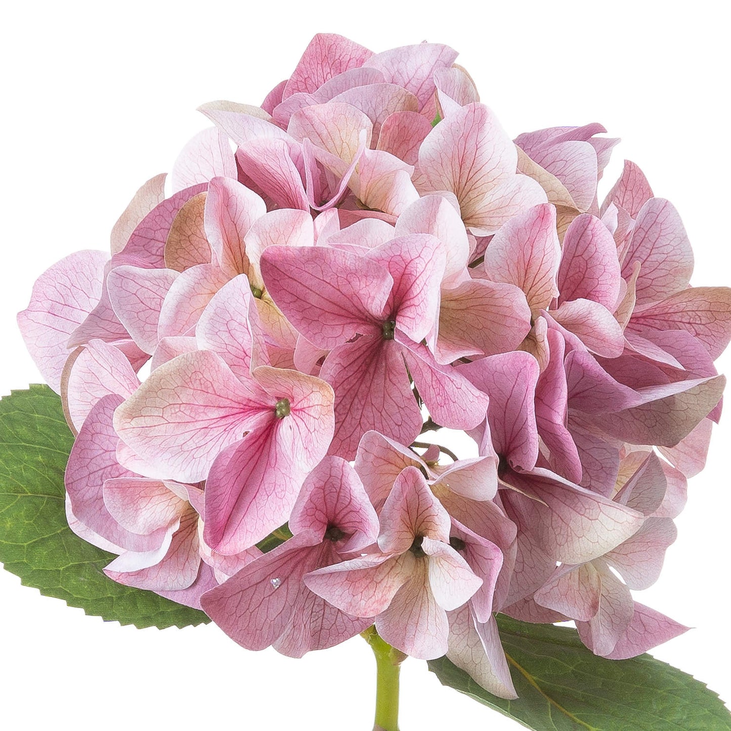 Shabby Pink Single Hydrangea - Bumble Living