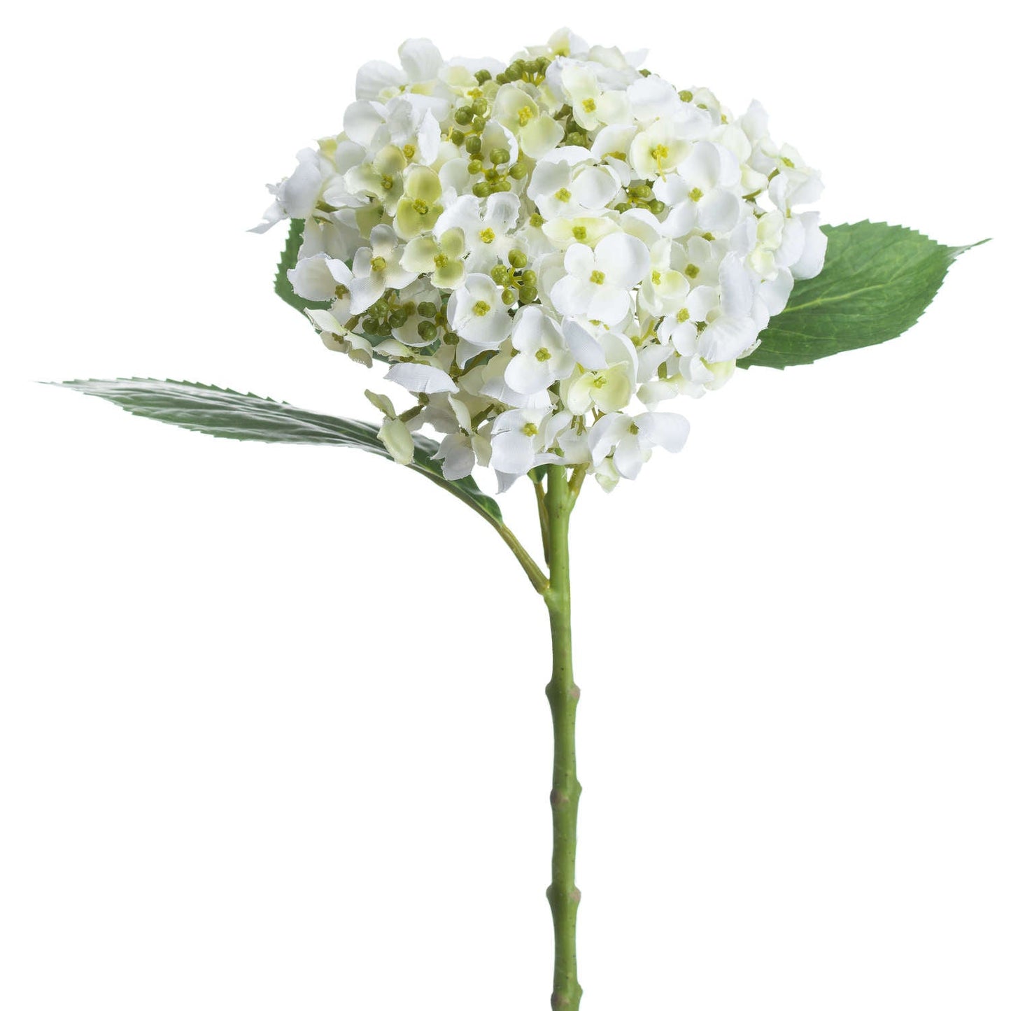 White Lace Cap Hydrangea - Bumble Living