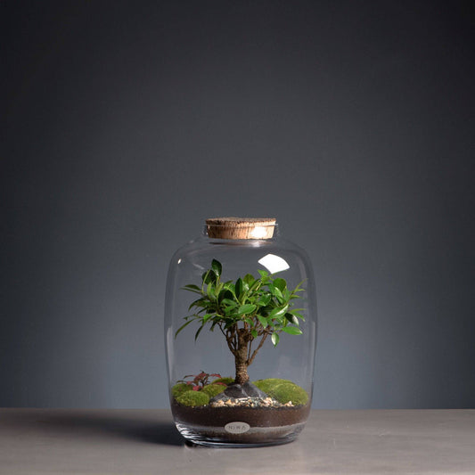 Chiara Small Terrarium - Bumble Living