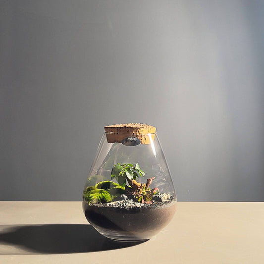 Drop Terrarium - Bumble Living