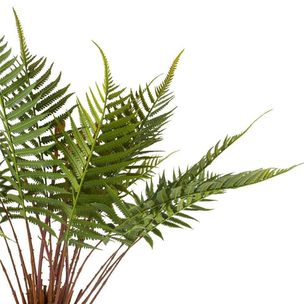 Fern in Pot - Bumble Living