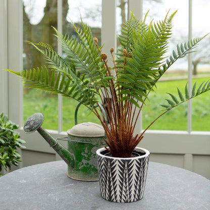 Fern in Pot - Bumble Living