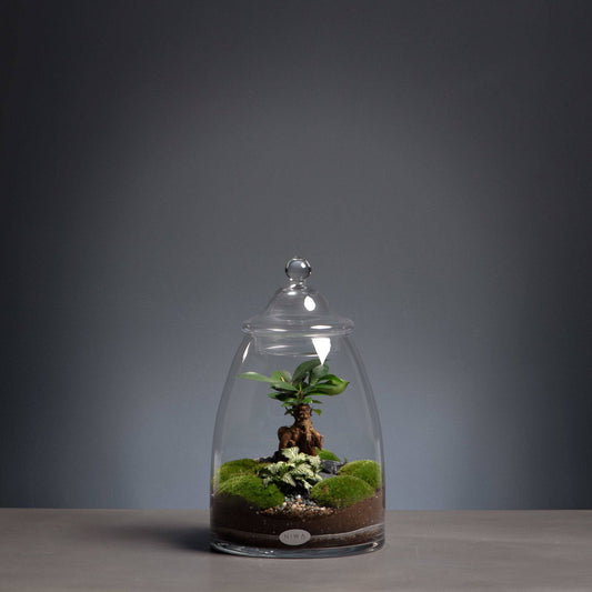 Little Dream Terrarium - Bumble Living