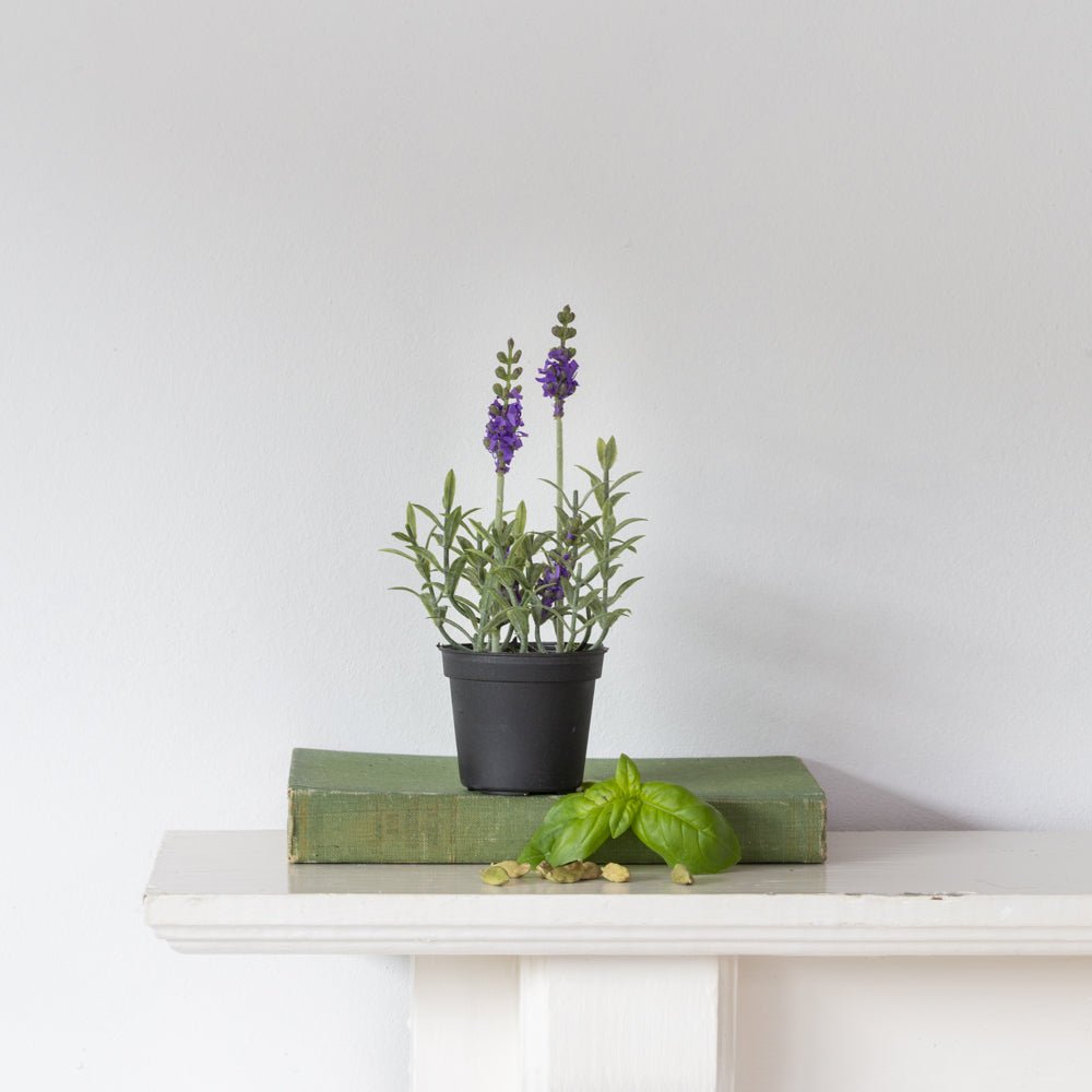 Mini Mixed Lavender in Pot - Bumble Living