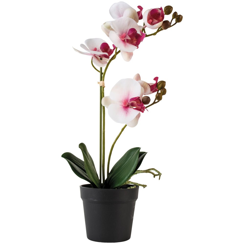 Orchid White with Pink Flush - Bumble Living