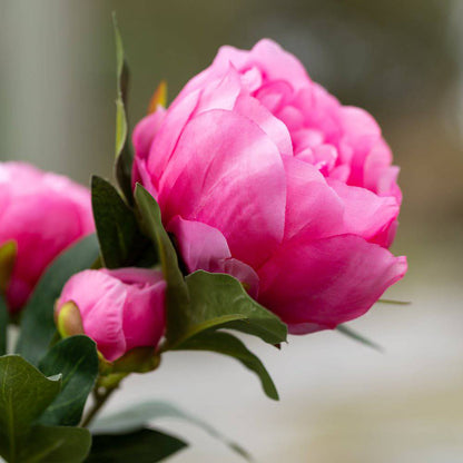 Peony Spray Pink - Bumble Living